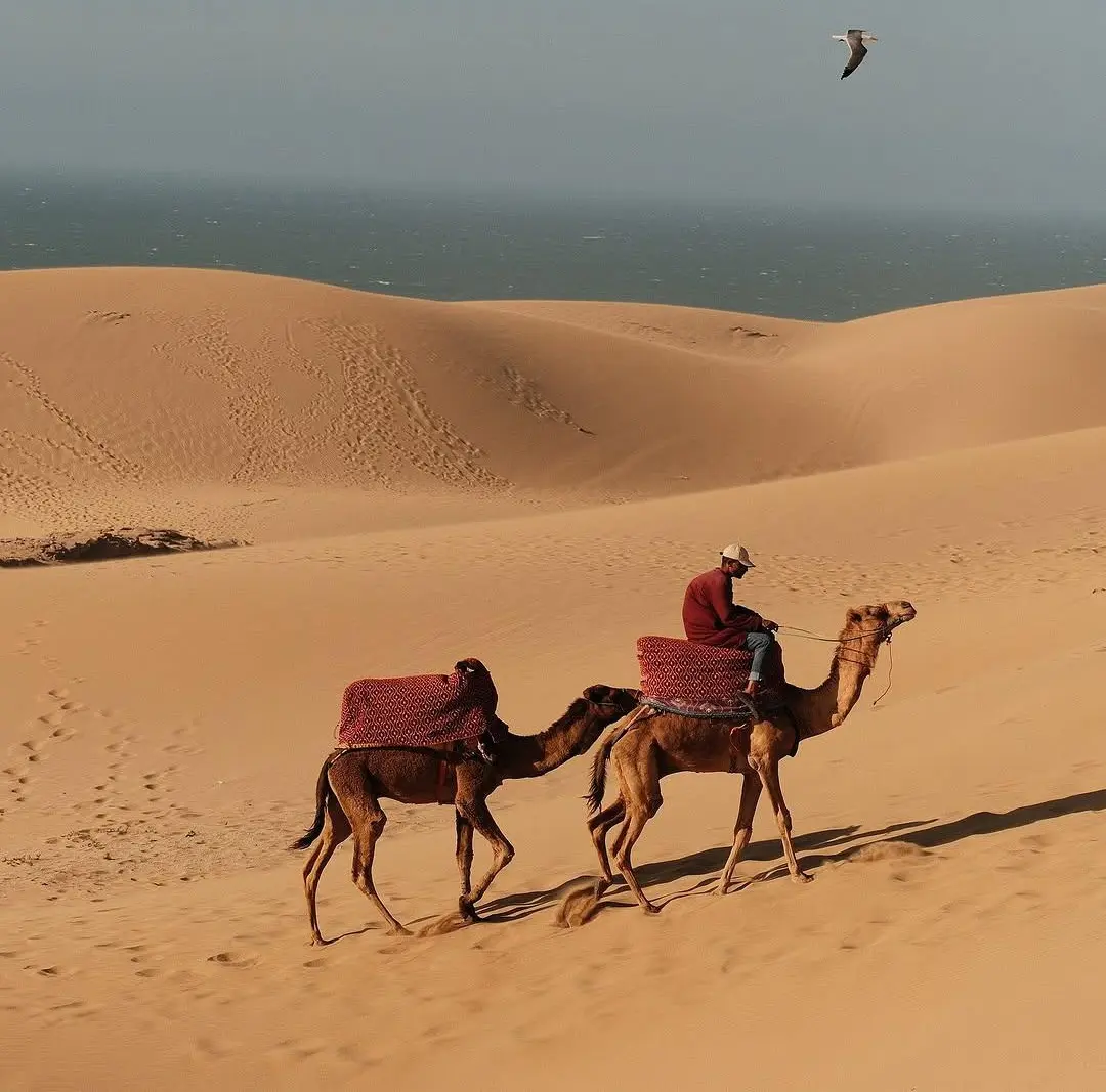 Camel Ride in Timlalin