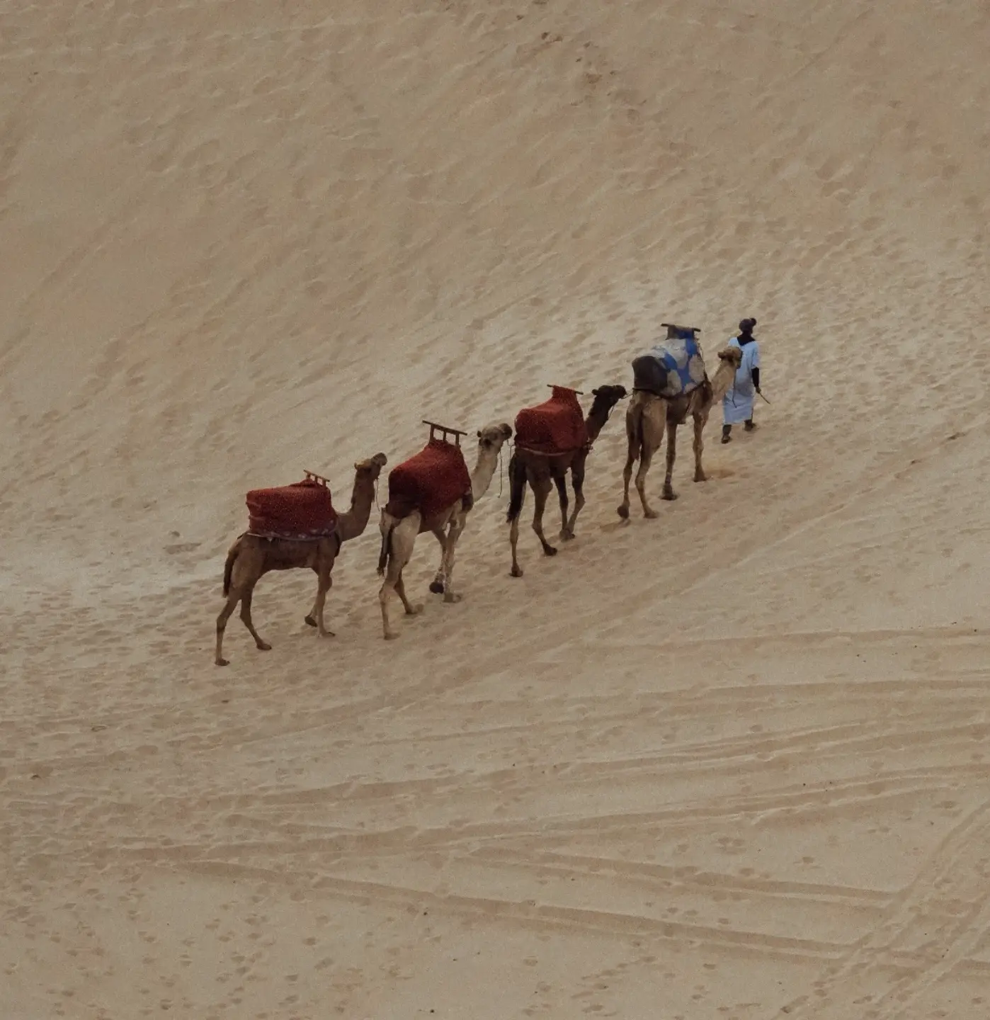 Camel Ride & Sandboarding in Timlalin Dunes – Desert Adventure by the Atlantic